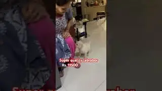 😱super duper quality labrador puppy || #labrador #cute #pets #rottweiler