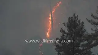 Wildfire in Himalaya Forests Recorded During Daytime and Nighttime