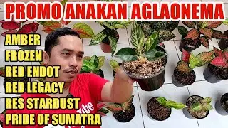 PROMO ANAKAN AGLAONEMA || PRIDE OF SUMATRA, FROZEN, AMBER DLL.
