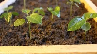 3 Designs - Pallet Wood Seed Trays & Propagator. Brico plateaux de semences. Bandejas de semillas