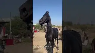 Marwadi horse for sale| 🏇 rajasthan puskar mela |horse sell #black #marwadihorses#stallion
