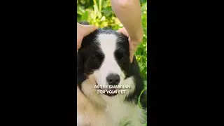 Why Pet Trusts Are Vital for Your Estate Plan