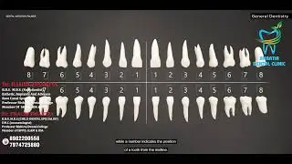 Decoding Tooth Numbers: Palmer Dental Notation Explained!