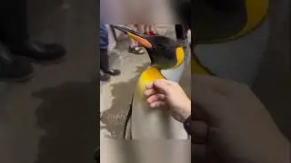 Don't touch penguins without knowing!!
