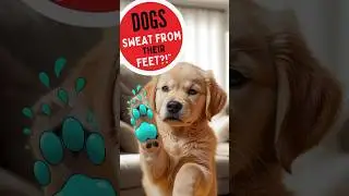 Dogs Sweat Through Their Paws Only! #shorts #facts #dogs #dogsfacts