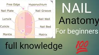 Nail Anatomy knowledge for beginner 😱 nail structure for nail art in Hindi