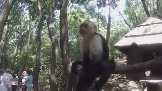 The Monkey Area of Gumbalimba Park in Roatan, Honduras