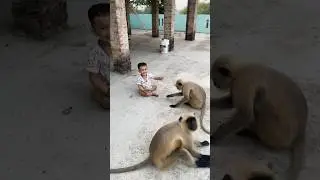 Very cute scene 😄😀😳#hanuman #langur#monkey
