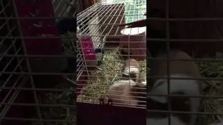 2017 06 17 Guinea Pigs Chasing Each Other in Circles 🐹 | Critter Clips
