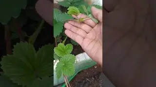 my terrace garden after a heavy rain 🌧️ #gardening #gardeningideas #ytshorts