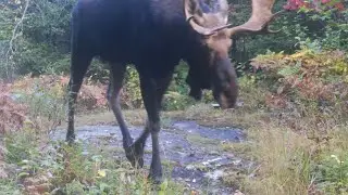Upper Peninsula of Michigan Trail Camera Videos | Bushnell Trophy Cam