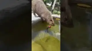 Zoo#animal#hamster#rat#dirtoo