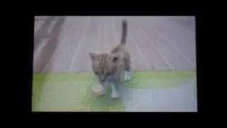 Demo Review: Nintendogs + Cats