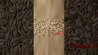 Расторопша полезные свойства и противопоказания  #здоровье #лайфхак #lifehack