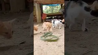 Cats: The Cutest Apex Predators 🐱
