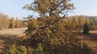 Runā ozols