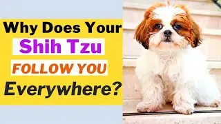5 Reasons Why Your Shih Tzu Follows You Everywhere