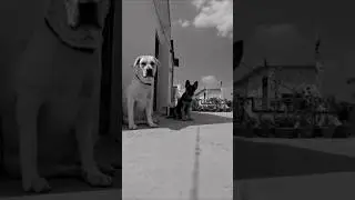 Gangsta's Paradise Labrador, German Shepherd and Indian Spitz ||My Gangster dogs #cool #gangster #dk