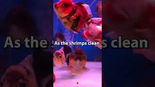 confusing facts you didn't know about fishs #shorts  #facts