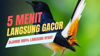 🔴LIVE 55 - MASTERAN MURAI BATU WAJIB PUTAR 10 MNT BURUNG AUTO NYAUT
