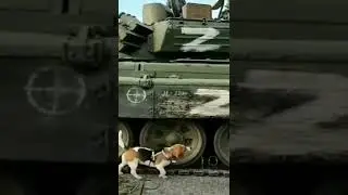 Did a Ukrainian dog just capture a Z tank and was on leash all the time? Stand with 🇺🇦 #ukraine 🇺🇦