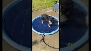 Non-Slip Splash Pad For Kids And Pet Dog Pool Summer Outdoor Water Toys #shorts
