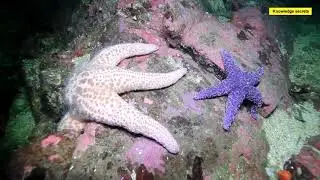 Diving at the Spring St || reef Maple Bay || Vancouver Island 2016