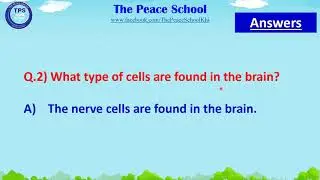 TPS Class 4 Science Chapter 1  (Understanding our Bodies) Q/A