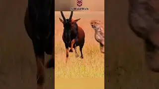 When Prey Fights Back 🐆💥 | #Cheetah vs. #antelopes #CheetahHunt #AnimalAttack #WildlifeFootage