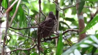 Tooth-billed Bowerbird call at Lake Echam
