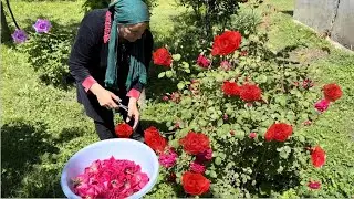 grandmother collects scarlet rose petals and prepares a healing elixir