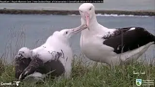 Royal Albatross - LGK 💙 is back ! TF is one lucky chick to have such devoted parents ! - 21.07.2024