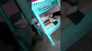 biral ar bacha aj Amader bashi acehe 😀