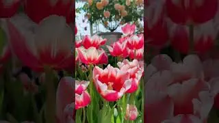 beautiful rose garden on balcony.