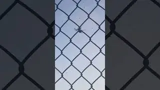 Big meaty spiders spin'n webs over the highway!So many bugs to eat so little time before winter