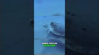Incredible Turtle Migrations: The Secrets of Survival