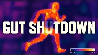 Why Your Nutrition Plan Fails Above 75&deg;F (The Gut Shutdown)