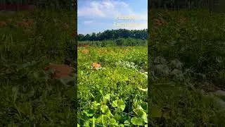 Like & subscribe ! Big pumpkin in Vancouver farm! #beautifulnature #shorts #farming #views #canada