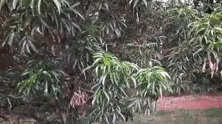 Bacupari, Garcinia Brasilienses e Garcinia Gardneriana doce. mudas dispon&iacute;veis.