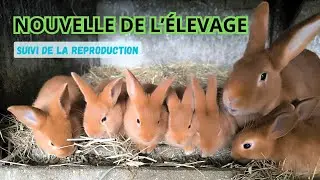 NOUVELLE DE L'ELEVAGE février 2026 !!!