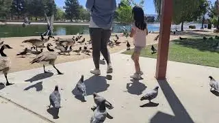 Sunset Park Las Vegas/ Feeding the Ducks