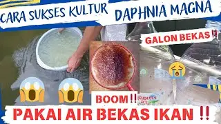 100% BOOM‼️ CARA SUKSES KULTUR KUTU AIR DAPHINA MAGNA PAKAI AIR BEKAS IKAN GUPPY/CUPANG/MOLLY