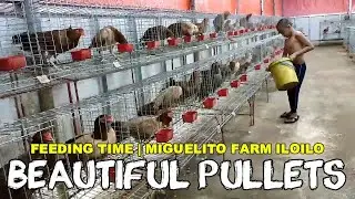 Buautiful Pullets Feeding Time Miguelito Farm Iloilo Lester Dumalag