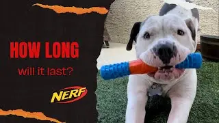 How long will this toy last? Nerf Dog Edition￼! #nerf #nerfwars #americanbully #dog