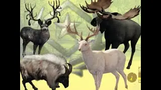 SHOOTING SUPER RARE PIEBALD MOOSE!!! Moose Grind #8, Great one grind #83, Super Rare Grind #15!