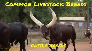 1Room Kenya KCSE Agriculture Form 1 Lesson 32: Common Livestock Breeds: Cattle Breeds
