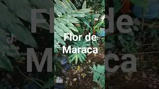 ¡¡Flor de Maraca!!