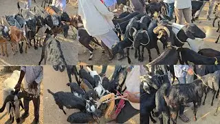 Pitlam goats market