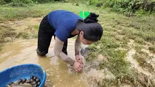 Harvesting Forest Snails , Softshell Turtles & Goes to Market Sell &ndash; Catching Sacred Forest Turtles