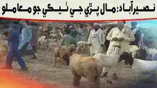 Naseerabad jee Maal Pree  Report l SindhTVNEWS